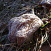 Dieser Pilz hat sich offenbar vor lauter Kälte zusammen gezogen :-))