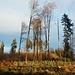 Im Wald haben die diversen Stürme der letzten zwanzig Jahre ihre Spuren hinterlassen 