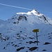 <b>Al curvone presso l'Alpe di Cruina (2002 m) affronto la salita, di circa un’ora, verso la capanna. In questo tratto si sente un gelido favonio, che non ha nulla da spartire con lo stereotipo di “vento caldo e secco”.</b>
