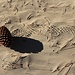 The huge pine cones leaving their tracks in the sand