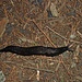 Nacktschnecke oder Nachtschnecke?!?