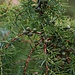 Gemeiner Wacholder (Juniperus communis).