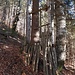 Bei einer Höhe von ca. 1260m trifft man auf diesen Verschlag.<br />Kurz danach folgt normalerweise eine längere Querung nach Osten, wir sind dem Hang direkt hinauf weitergefolgt