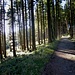 Über den Hirschberg - wunderschöner Waldweg.