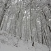 zauberhafter Winterwald
