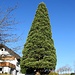 Wer hat den schönsten Weihnachtsbaum?  Jedes Jahr müssen sie noch größer, noch höher sein......;-)