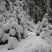 verschneiter Wald....wie im Märchen