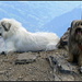 Uri-Rotstock. Pyrenäischer Berghund und pyrenäischer Schäferhund im Gipfelrausch...