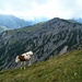 Ist die letzte Kuh passiert, wird das Gelände langsam felsiger. Im Hintergrund sieht man schon das Plumsjoch, den zweiten Gipfel der Tour.