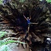Another of these tree giants, called [http://famousredwoods.com/dyerville_giant/ Dyerville Giant] fell on March 25, 1991, causing a local earthquake. <br />Walking on the fallen trunk is as impressive as the Tree's figures (In comparison to one of the biggest [http://www.waldwissen.net/wald/baeume_waldpflanzen/nadel/wsl_rekordbaeume/index_DE firs in Switzerland])<br />Height:	113.4 m (41.5m)<br />Volume:	767 m3 (29)	<br />Width:	5.09 m (1,87)			<br />Age:	1,600 y 		