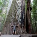 [http://famousredwoods.com/giant_tree/ Giant Tree], circumference 16m ~ 10 times [u Alpin_Rise] arm span. 