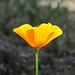 California Poppy - stateflower