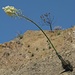Thriving Yucca - nach dem Waldbrand geht das Leben weiter