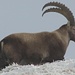 So nahe konnte ich noch kein Steinbock Fotografieren