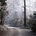 Winterlich weisser Waldweg, zwar nicht vom Schnee, aber immerhin ...