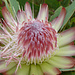Zuckerbusch (Protea)<br />Gehört zur Familie der Silberbaumgewächse (Proteaceae). Die Königsprotea (Protea cynaroides) ist die Wappenblume Südafrikas.