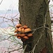 ein selten gesehener Baumpilz: [https://de.wikipedia.org/wiki/Samtfu%C3%9Fr%C3%BCblinge Flammulina velutipes]