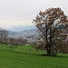 grossflächig der Nebel über Luzern und Kriens - davor immerhin sattgrüne Matten und herbstliche Bäume
