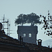 Torre Guinigi mit Steineichen