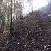 Ein kurzer Abschnitt führt durch einen lichten Wald hinauf zum steilen ostseitigen "Gipfelaufbau"