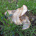 Großer Pilz