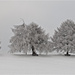 Quatre arbres identiques, quatre bancs identiques... la précision suisse  :-)