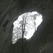 der Baum wächst durch das grosse Loch der Höhle dem Licht entgegen