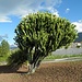 eine riesige Euphorbia-ein Wolfsmilchgewächs mit giftigem Saft