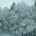 und bezaubernde Bilder der schneebedeckten, gefrorenen Äste der Nadel- und Laubbäume