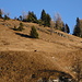Chamois just above Vättnerberg. In the full size view, you may be able to spot the second animal as well.