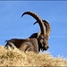 Steinbock-Beobachtung aus nächster Nähe (ca. 10-15 Meter Fotodistanz)