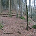 steiler Anstieg im Wald zum Gratkamm Oberaargau-Emmental bei P. 1001