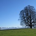 Einzelbaum auf dem Dorfberg (mit Schratteflue, Wetter- und Schreckhorn) - im Gegenlicht ...