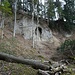 Ungewohnt und selten: Höhle in Nagelfluhwand