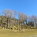 eine hübsche Gruppe Laubbäume unweit Kengel - vor dem dichten Tannenwald