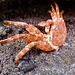 Diese Krabbe lebt nicht mehr ....