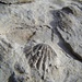Brachiopode Spiriferina fossile (triassico).