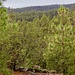 Ein zartes Grün haben diese kanarischen Kiefern (Pinus canariensis).