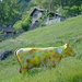 Monti del Laghetto: the Cow !