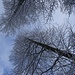 Filigraner Schneeüberzug auf den Wipfeln