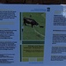 Tipps für den Umgang mit den Kühen auf der Weide im Sommer / consigli per il comportamento conle mucche in pascolo in estate