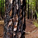 Russgeschwärzt und verkohlt nach dem Waldbrand 2007. Trotzdem haben es die meisten Kiefern überlebt. Erstaunlich!