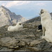 Rotsandnollen, auf dem Gipfel. Blick zum [http://www.hikr.org/tour/post19806.html Huetstock.]