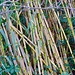 Bambus im Barranco el Rio.