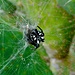 Eine Spinne an Kaktusgewächsen.