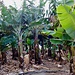 Bananenplantagen in Buenavista del Norte.