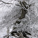 tief-verschneiter Baum mitten auf dem Wurzelweg.