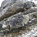 <b>Strati di selce nel calcale del Monte Generoso (Calcare di Moltrasio).</b>