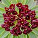 Die besonders Blütenreiche und in ihrer Farbe auffällige Dunkelpurpurrote Wolfsmilch (Euphorbia atropurpurea) gehört zu den botanischen Raritäten.