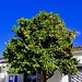 Mitten im Zentrum von Santiago del Teide vor dem Postgebäude ein Orangenbaum voller Früchte.